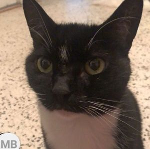 Meet your Posher, Akimbo!